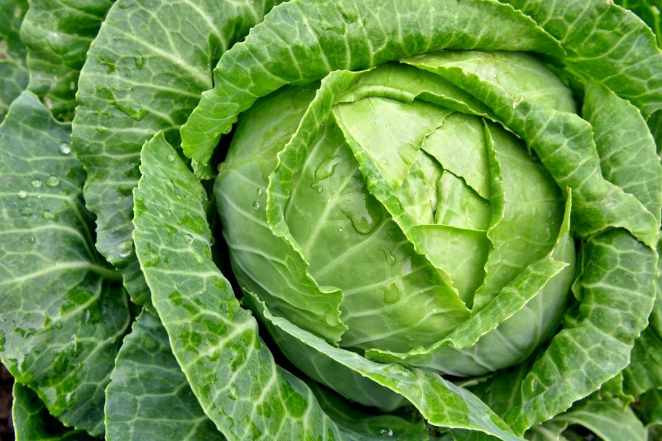 Cabbage Picture