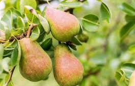 Pears