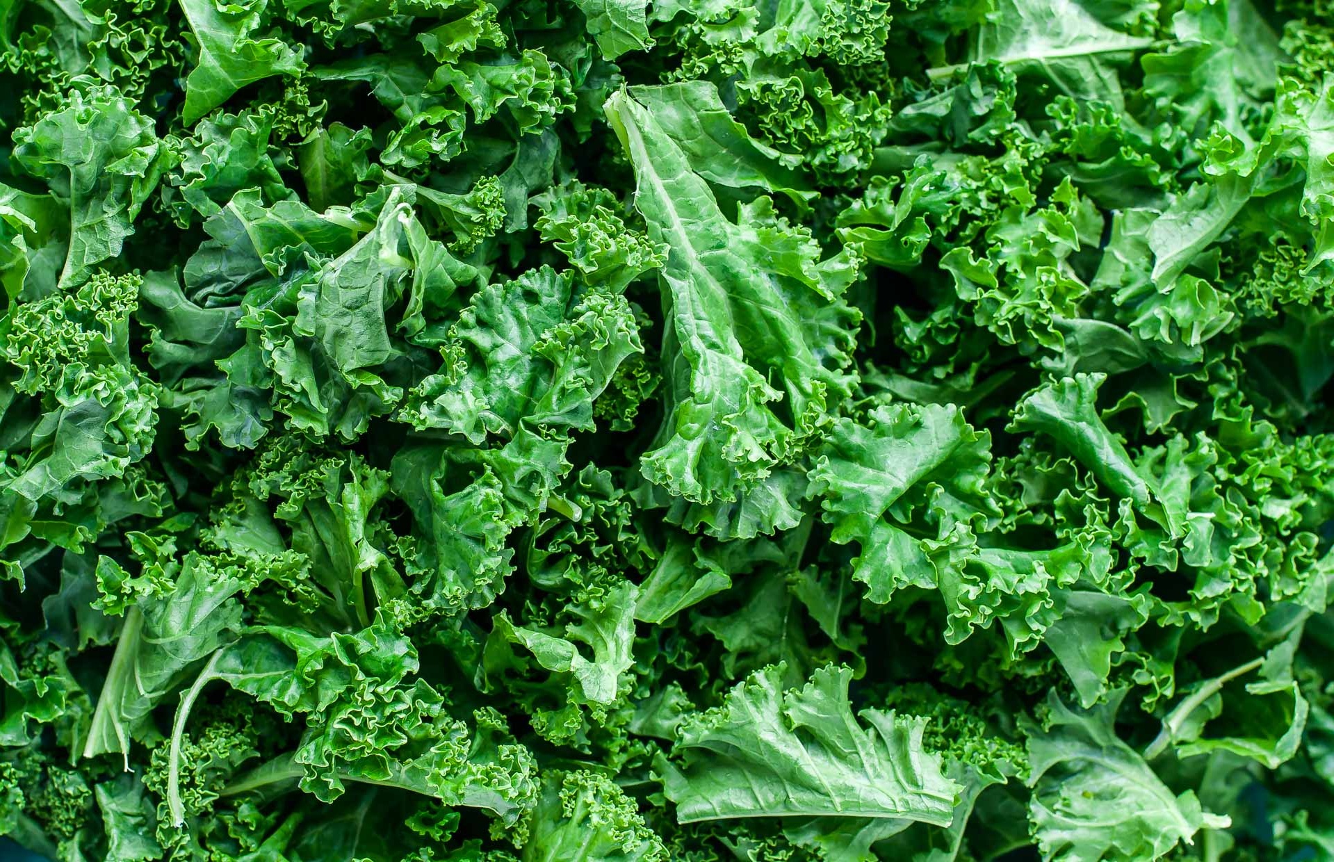 Kale benefits and virtues Meal Studio