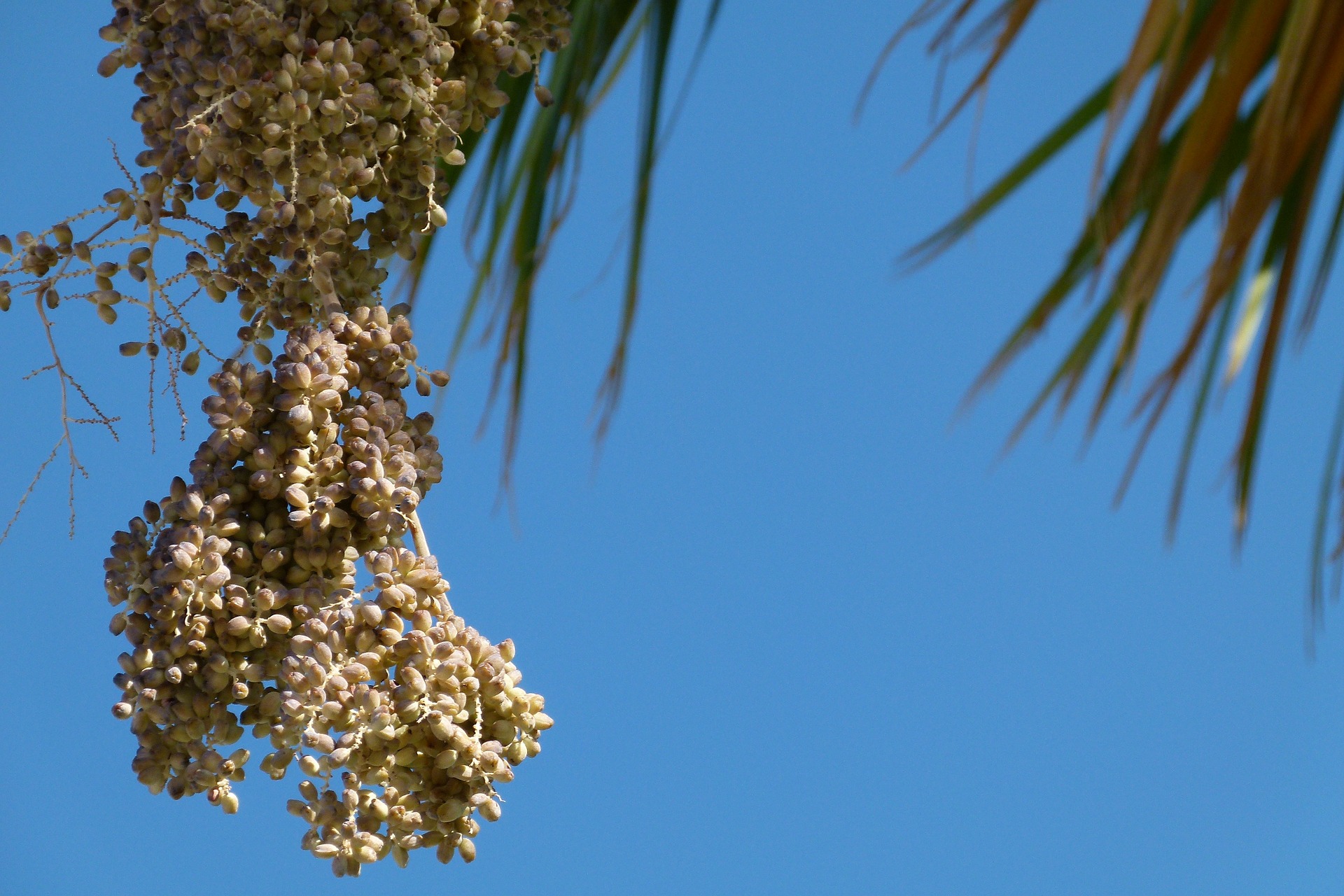 Palm date fruit